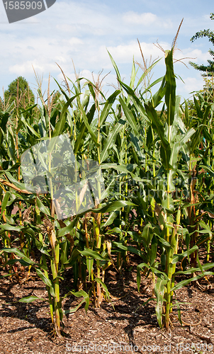 Image of Corn or maize grown for ethanol production