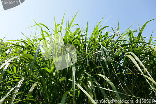 Image of Miscanthus being grown on farm biofuel