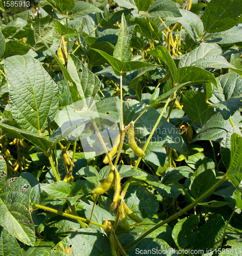 Image of Soybean pods growing on farm for biodiesel