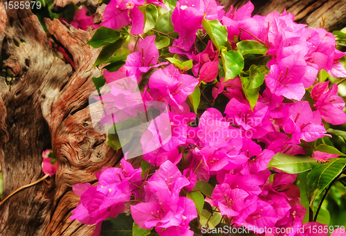 Image of beautiful pink flowers in the garden