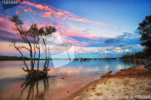 Image of sunset over mangrove tree
