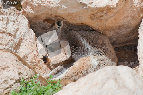 Image of yellow footed rock wallaby