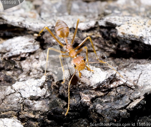 Image of ant
