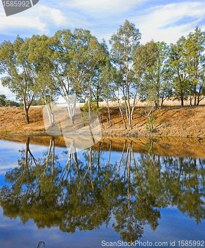 Image of river gum trees reflecting in river