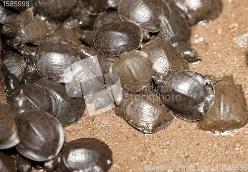 Image of young tortoises