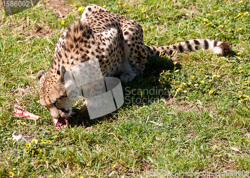 Image of cheetah eating meat