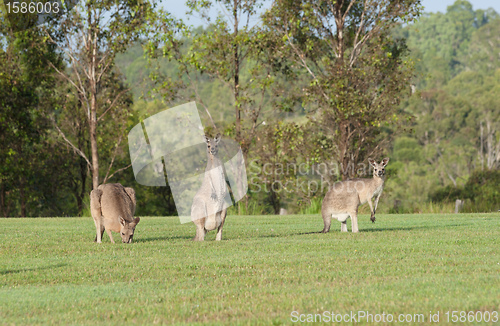 Image of eastern grey kangaroos