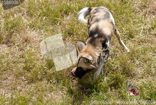 Image of cape hunting dog eating meat