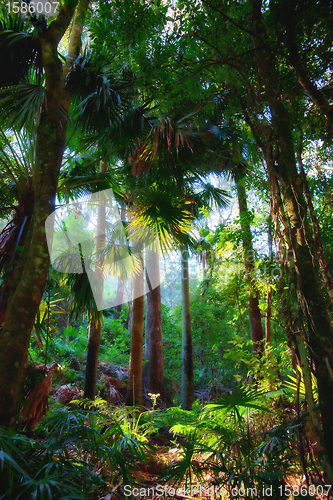 Image of trees in the rainforest