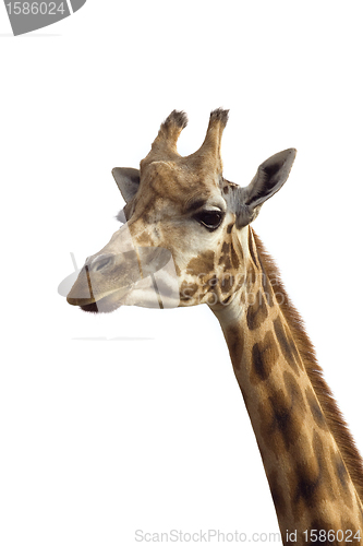 Image of Giraffe