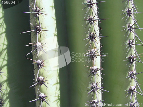 Image of cactus