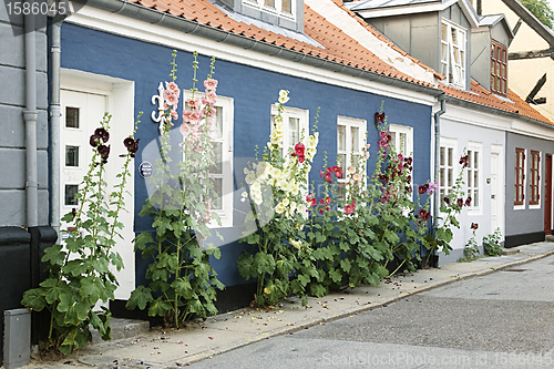 Image of Flowers in a street