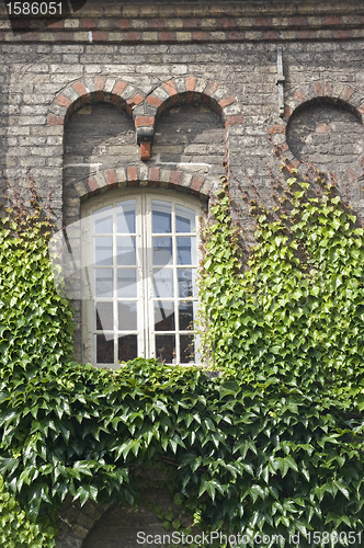 Image of Window with ivy