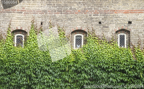 Image of Windows with ivy