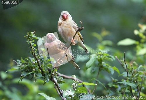 Image of Red-billed quelea