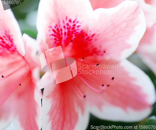 Image of Pink Azalea flower