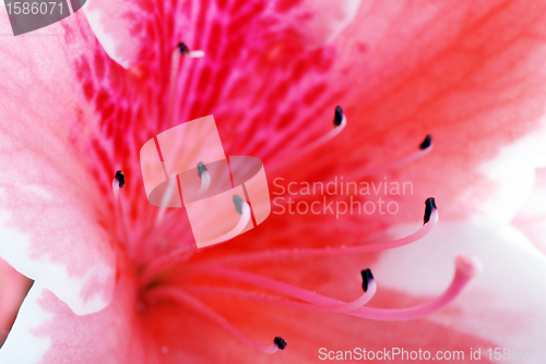 Image of Pink Azalea flower