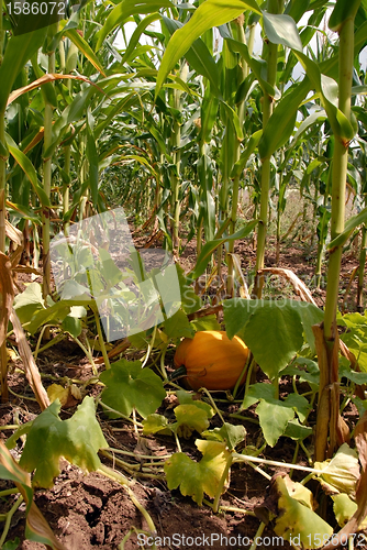 Image of Growing pumpkin in corn
