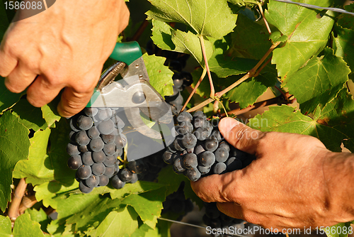 Image of harvest time