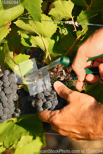 Image of harvest time