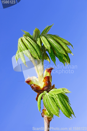 Image of Chestnut leaves which dissolved