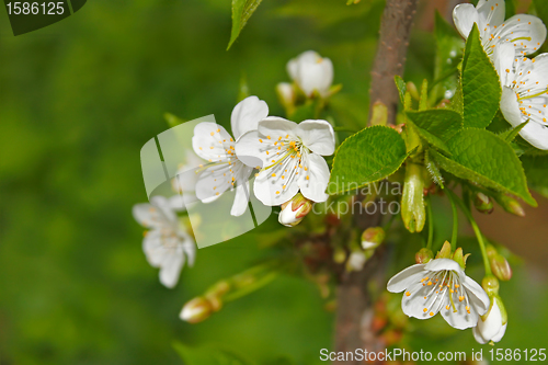 Image of Cherry flowering