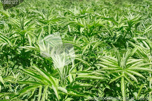 Image of Overgrown of herbaceous one-year elderberry