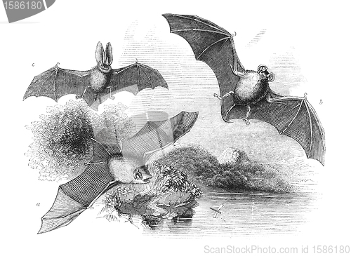 Image of Bats