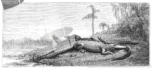 Image of Alligators