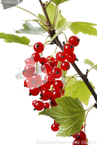 Image of Redcurrant