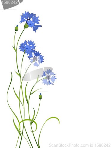 Image of blue cornflower bouquet pattern isolated