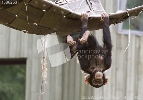 Image of Playing chimpanzee