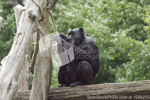 Image of Monkey on a tree