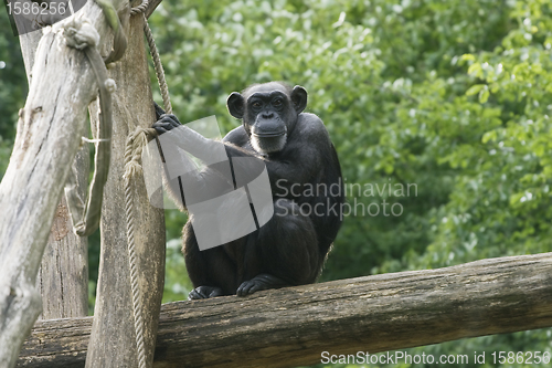 Image of Monkey on a tree