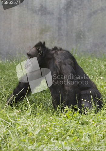 Image of Black gorilla