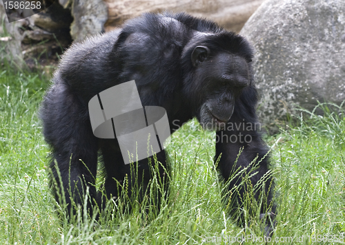 Image of Black gorilla