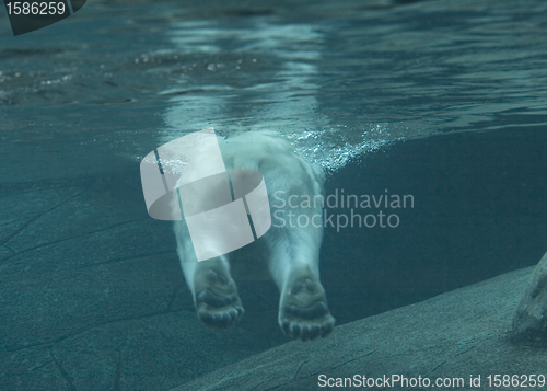 Image of Polar bear swimming