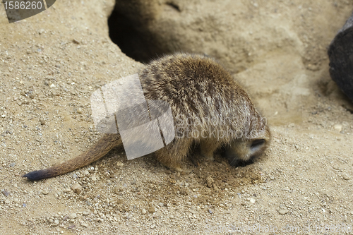Image of Meerkat digging a hole