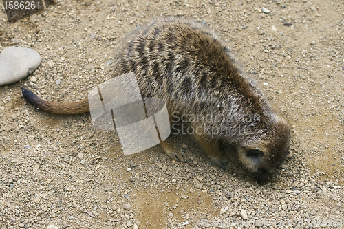 Image of Meerkat digging a hole