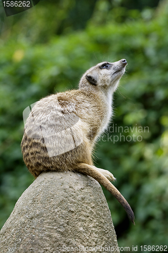 Image of Meerkat