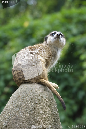 Image of Meerkat