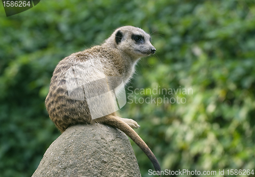 Image of Meerkat