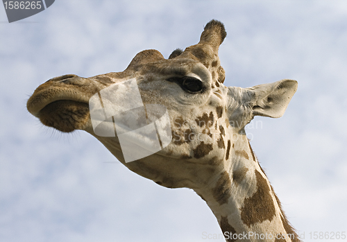 Image of Giraffe