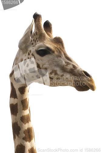 Image of Giraffe