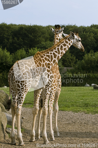 Image of Two giraffes