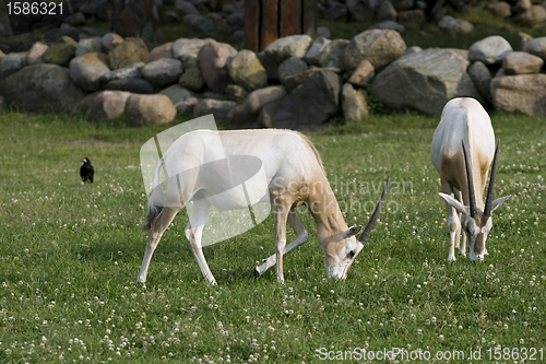 Image of Two antelopes