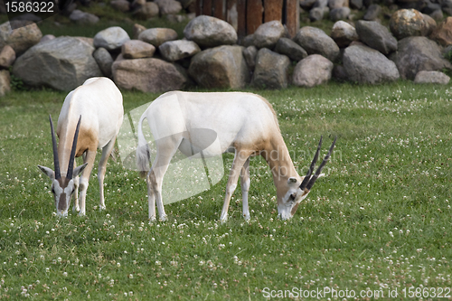 Image of Two antelopes
