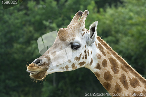 Image of Giraffe