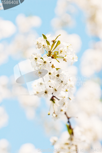 Image of Branch of a blossoming cherry