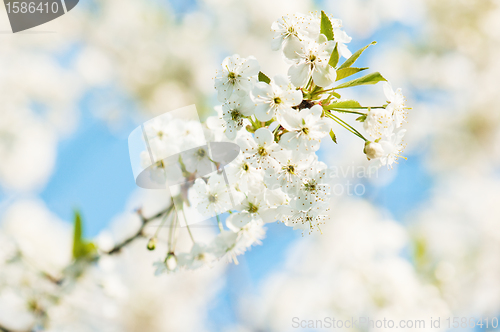 Image of Branch of a blossoming cherry